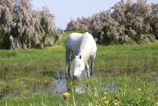 Des chevaux en zone Natura 2000