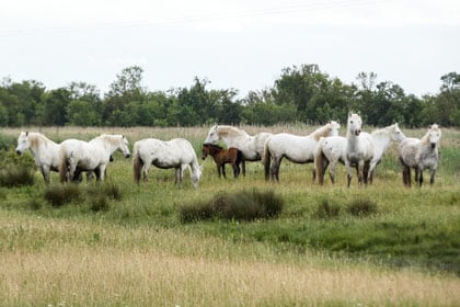 Élevage de chevaux de pays camarguais